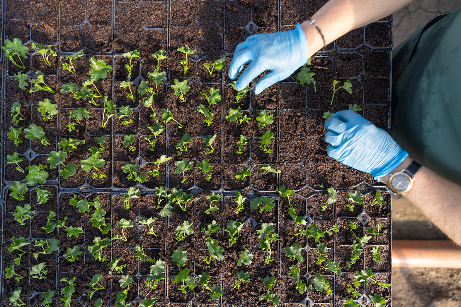 Technique de plantation de végétaux